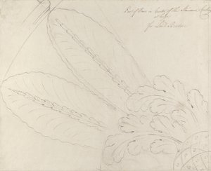 Design til loftrosen på trappen, Headfort House, 1772 (pen & sort blæk og grafit på lærred)